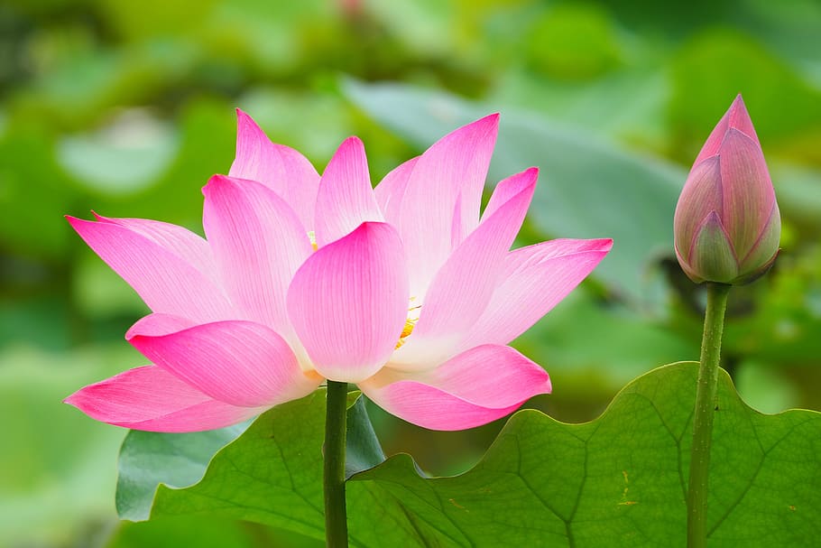 pink, lotus flower, bloom, close, botanical garden, lotus, taipei, taiwan, summer, flower