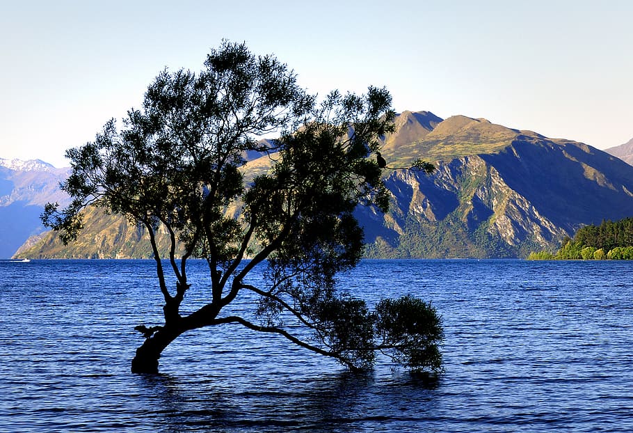 Lone tree, Lake Wanaka, NZ, body of water, -leafed, tree, water, plant, mountain, sky