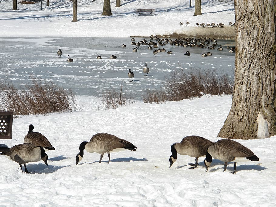 Inverno, Animais, Pássaros, Neve, Natureza, animais selvagens, ganso do Canadá, ganso da América do Norte, lago congelado, temperatura fria