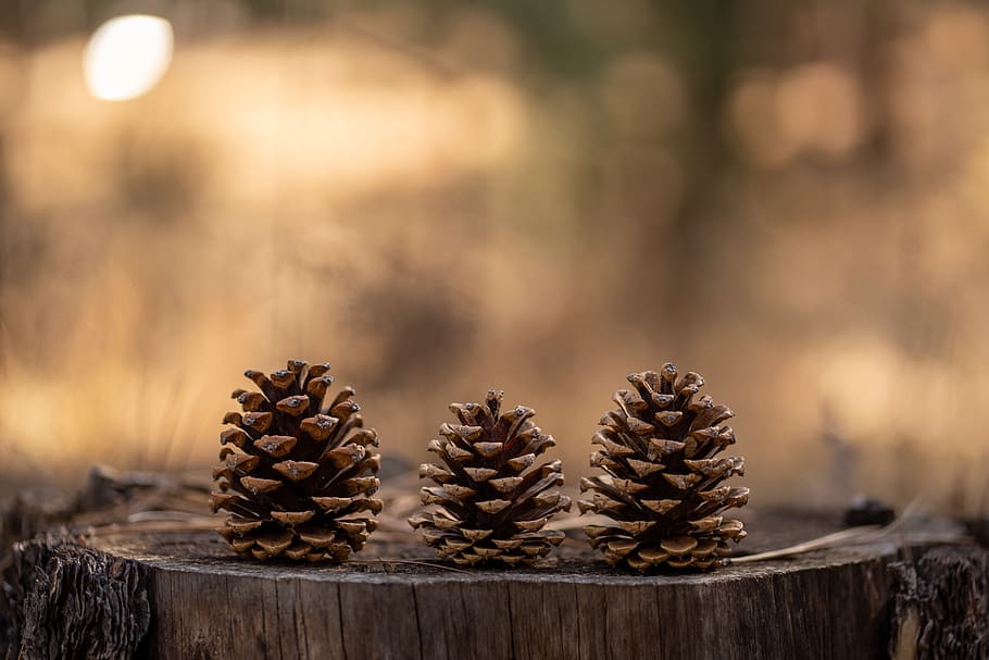 pinecones, pinecone, forest, fall, brown, new mexico, ruidoso, autumn, rustic, december
