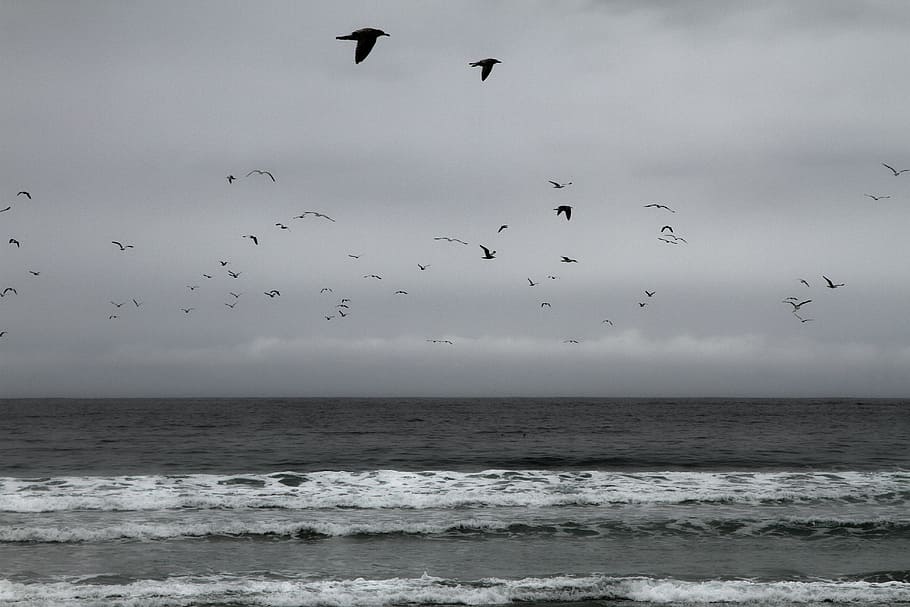 grayscale photo, flock, birds, sea, flying, near, body, water, cloudy, sky