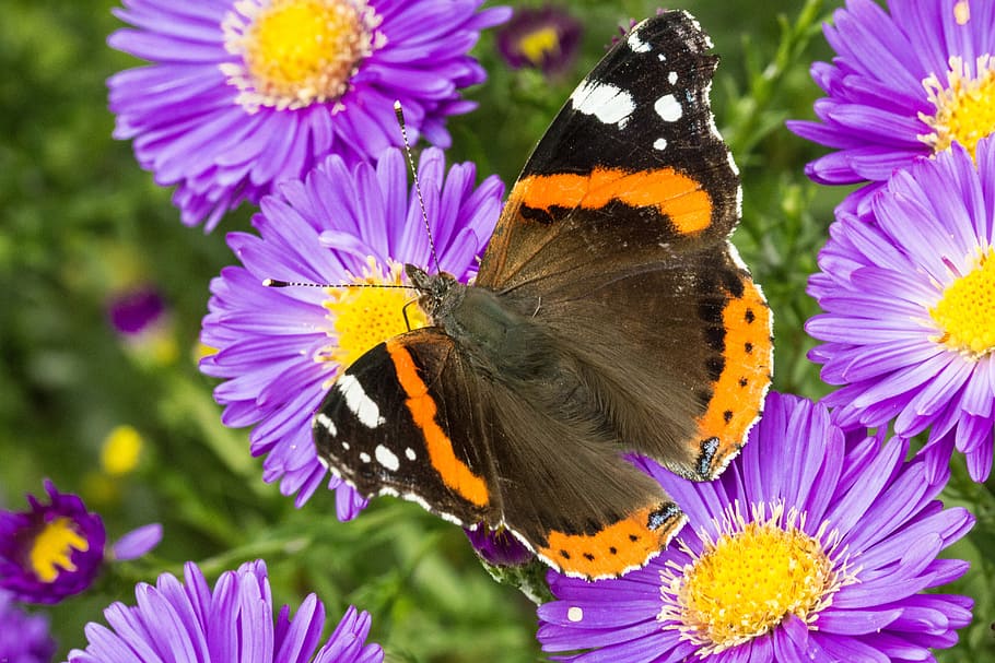 Butterfly, Admiral, Blossom, Bloom, aster, insect, edelfalter, flowers, colorful, red admiral