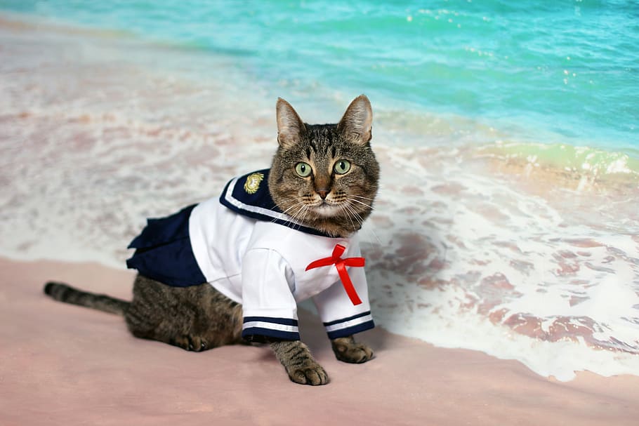 short-fur cat, wearing, white, blue, suit, standing, beach, daytime, cat, sailor