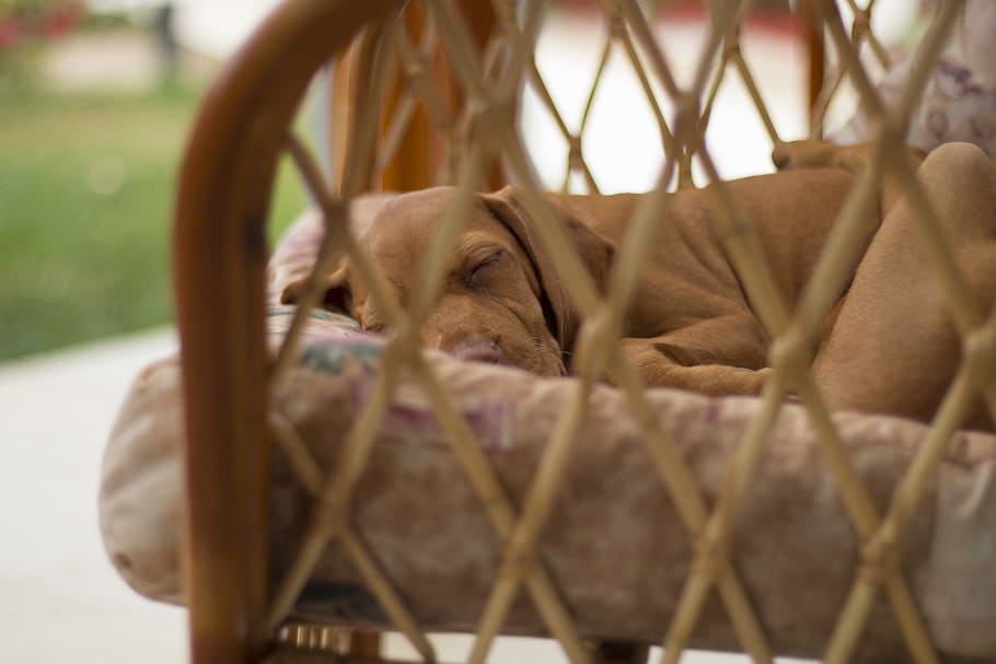 犬, 睡眠, レクリエーション, 肘掛け椅子, 庭, ハンガリーのヴィジュラ, 壁, 子犬, ひよこ, 息抜き