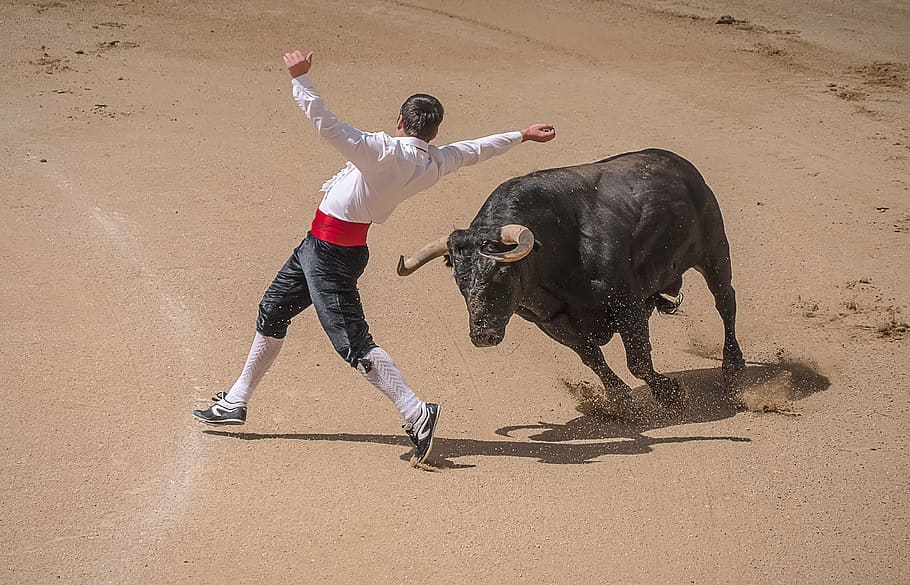matador, dodging, charging, bull bull, trimmers, torero, bullfighters, sales, madrid, bulls