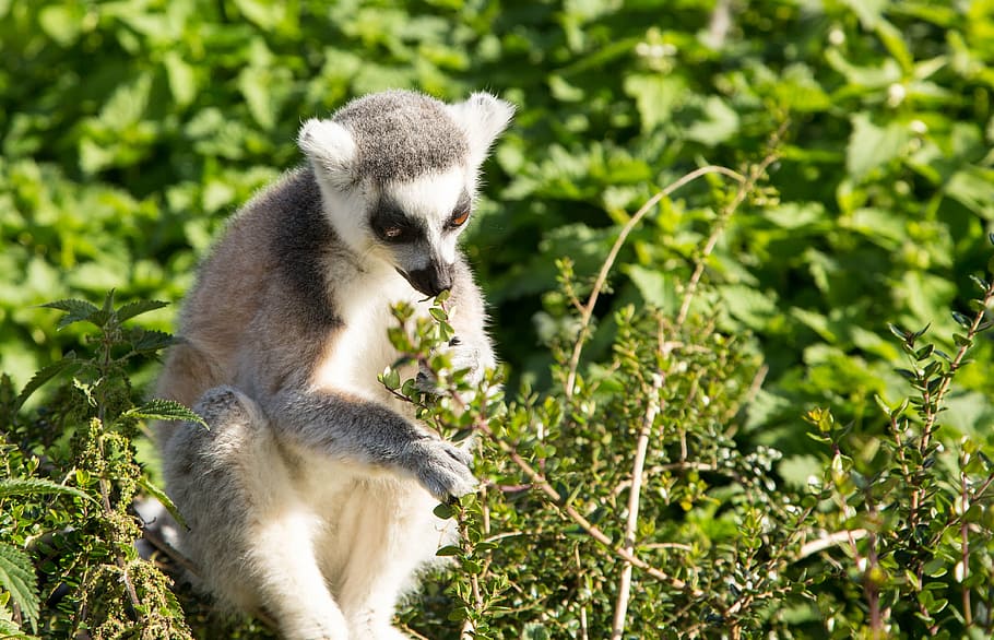 lemur, ring tailed, primate, wildlife, animal, nature, mammal, wild, tailed, africa