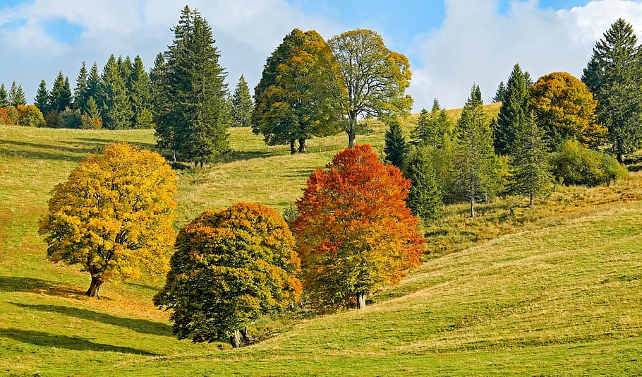 緑, 葉の木, 白, 雲, 青, 空, 秋, 秋の森, 木, 落葉樹