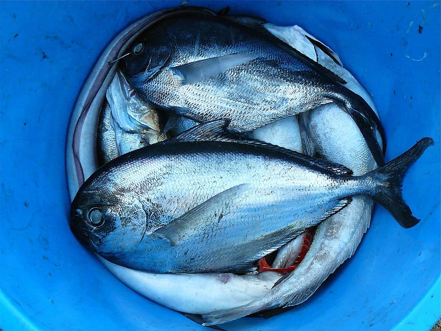 gray, scale fish, blue, bucket, fish, seafood, silver, contrast, close, scale