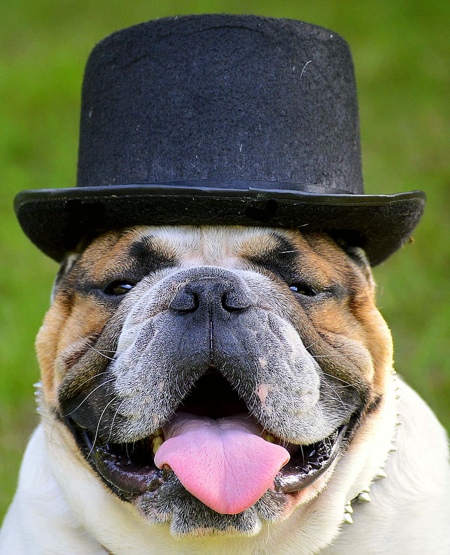 close-up photo, short-coated, beige, white, dog, black, fedora hat, Bulldog, Hat, Face