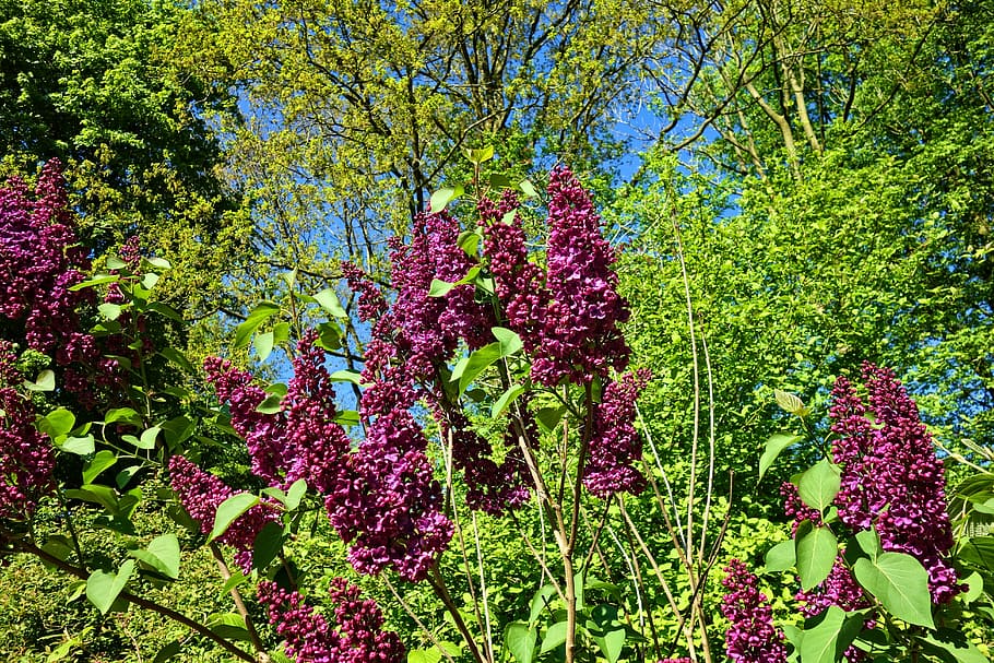 purple, flowers, surrounded, green, trees, lilac, common lilac, shrub, woody tree, flower