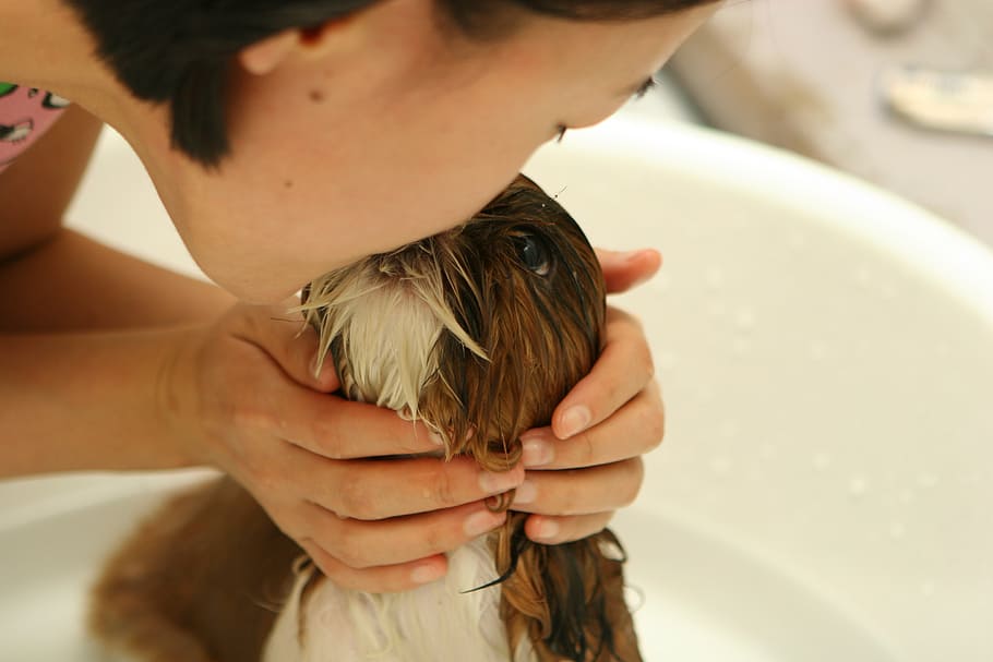 woman, kissing, white, brown, shih tzu puppy, dog, puppy, bath, water, dara