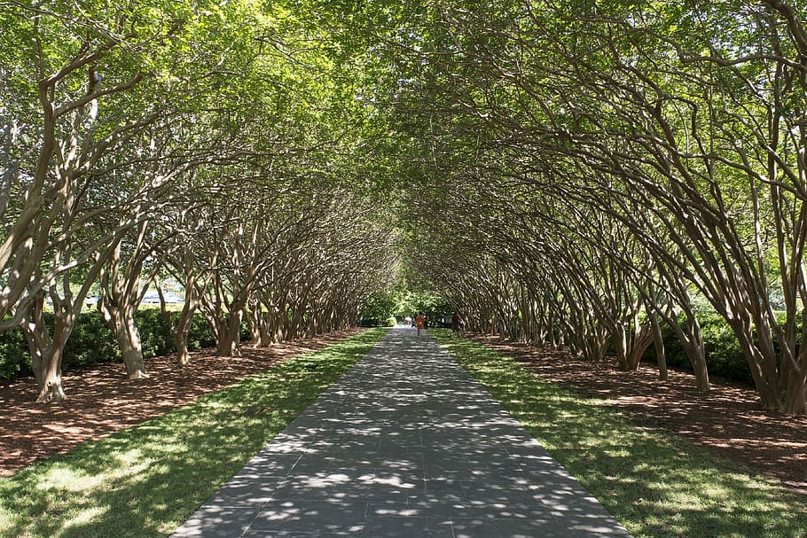 Tree, Sidewalk, Canopy, Walkway, tree lined, canopy, walkway, path, pedestrian, nature, tranquil