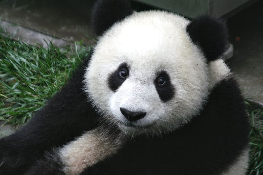 blanco, negro, panda, cachorro, vida silvestre, zoológico, lindo, china, mamífero, naturaleza