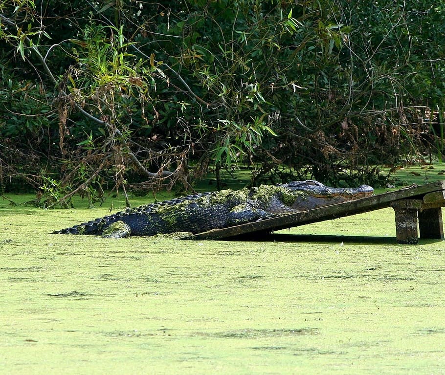 Alligator, Gator, Swamp, 2 Meters, 4 2 meters, sleeping, sunning, reptile, one animal, animals in the wild