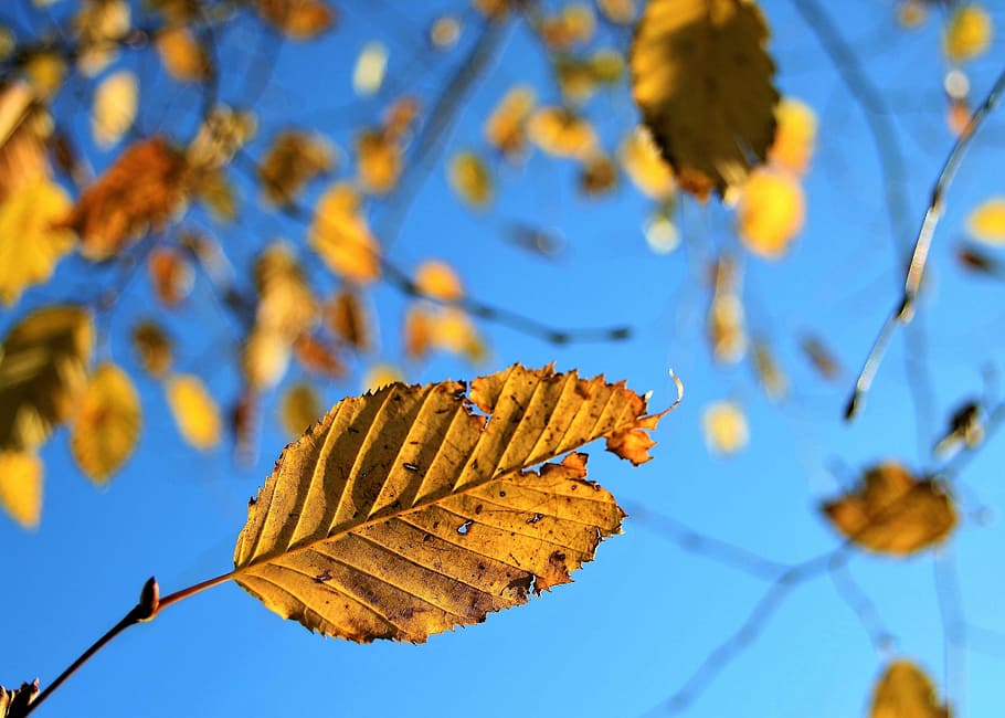 小枝, 秋, クローズアップ, 日当たりの良い, 紅葉, 空, 繊細, 薄い, HDR, バーチ