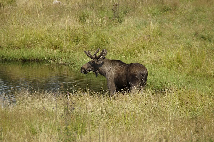 moose, bull moose, males, antler, sweden, drink, lake, animal themes, animal, animal wildlife