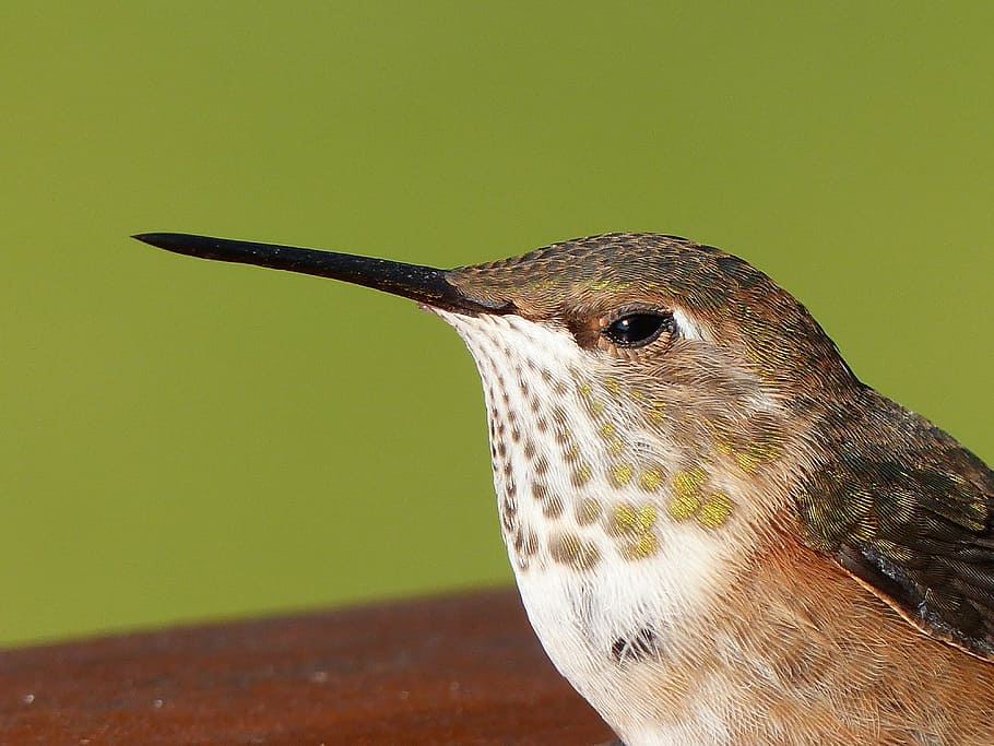 long-beaked, brown, gray, small, bird, hummingbird, feathered, shimmering, resting, wildlife
