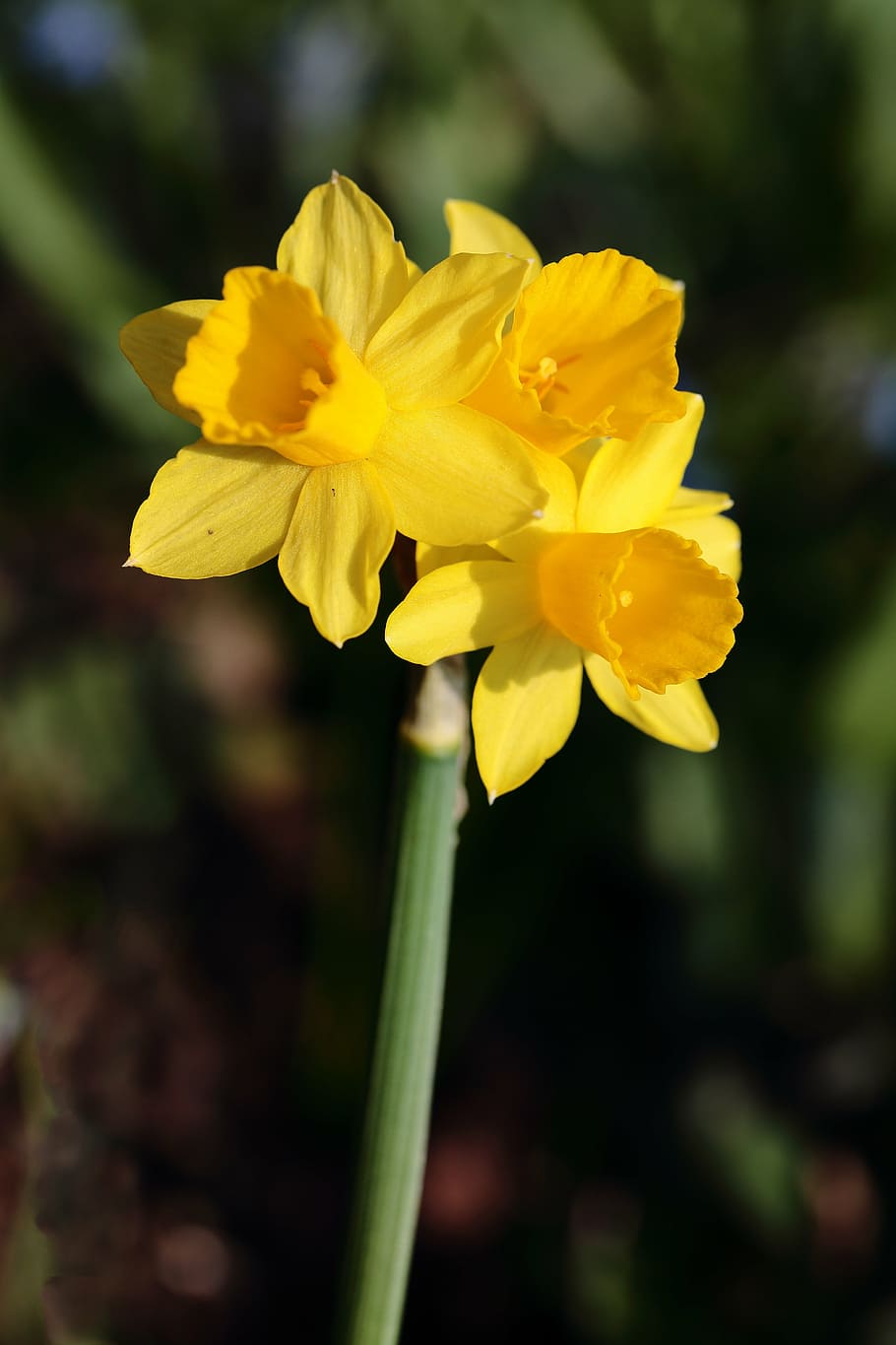daffodil, flower, flowers, yellow, flowering plant, vulnerability, fragility, freshness, beauty in nature, plant