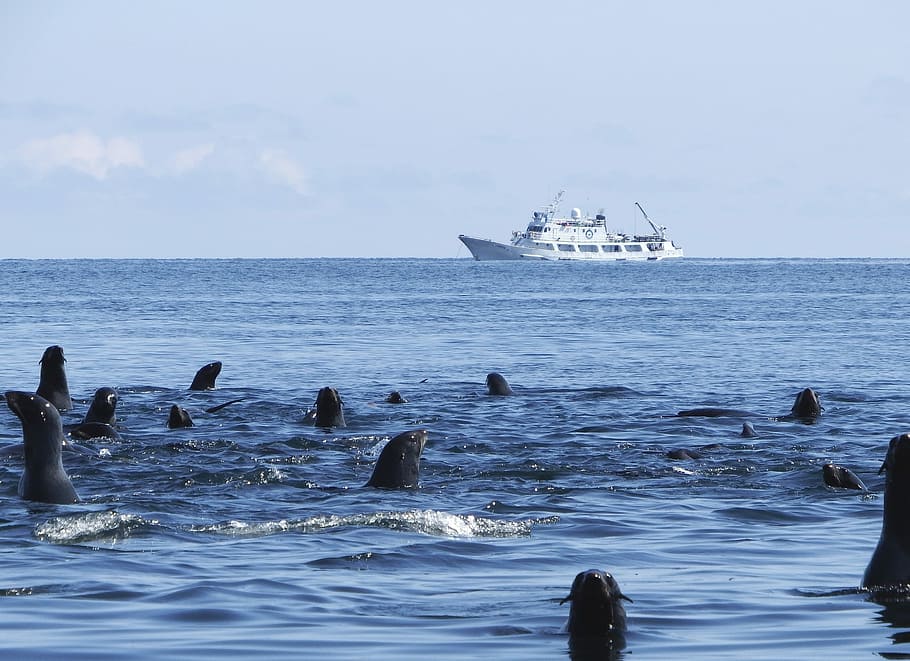 navy seals, rookery, sea, harem, sea ​​stones, calm, seascape, beach, vacation, ship