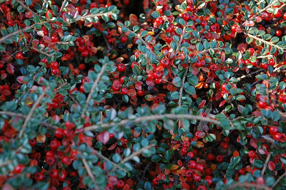 bayas, otoño, cotoneaster, baya, naturaleza, planta, rama, rojo, crecimiento, parte de la planta