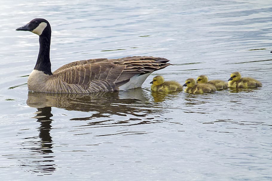 brown, black, duck, babies, water, canada goose, goslings, chicks, young geese, nature