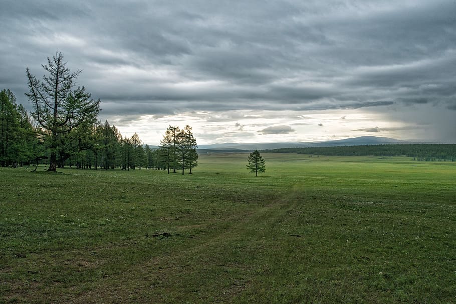 green, grass field, trees, cloudy, sky, Landscape, Meadow, Forest, Tiger, meadow and forest