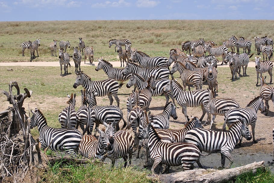 africa, tanzania, national park, safari, serengeti, zebra, flock, striped, animal themes, animals in the wild