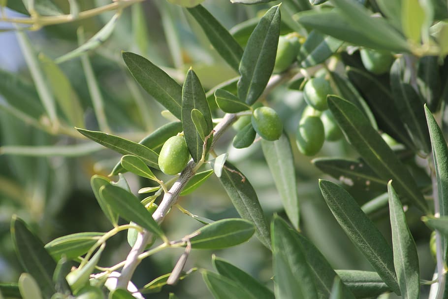 closeup, photography, green, fruit, olive, olives, plant, wood, foliage, olive tree