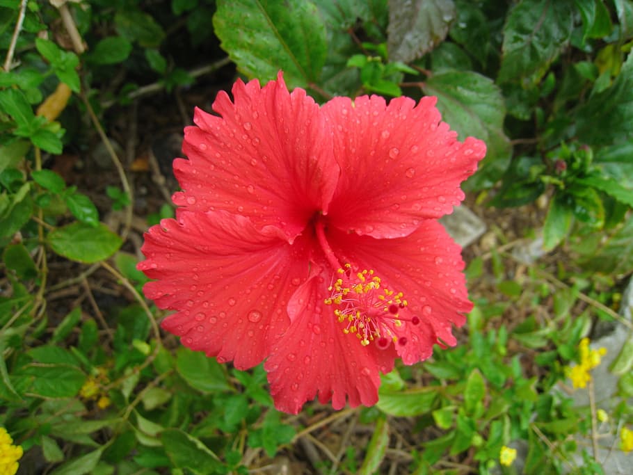 Hibisco, vermelho, folha, verde, gota de água, chamada, chuva, ilha ishigaki, ilhas periféricas, okinawa
