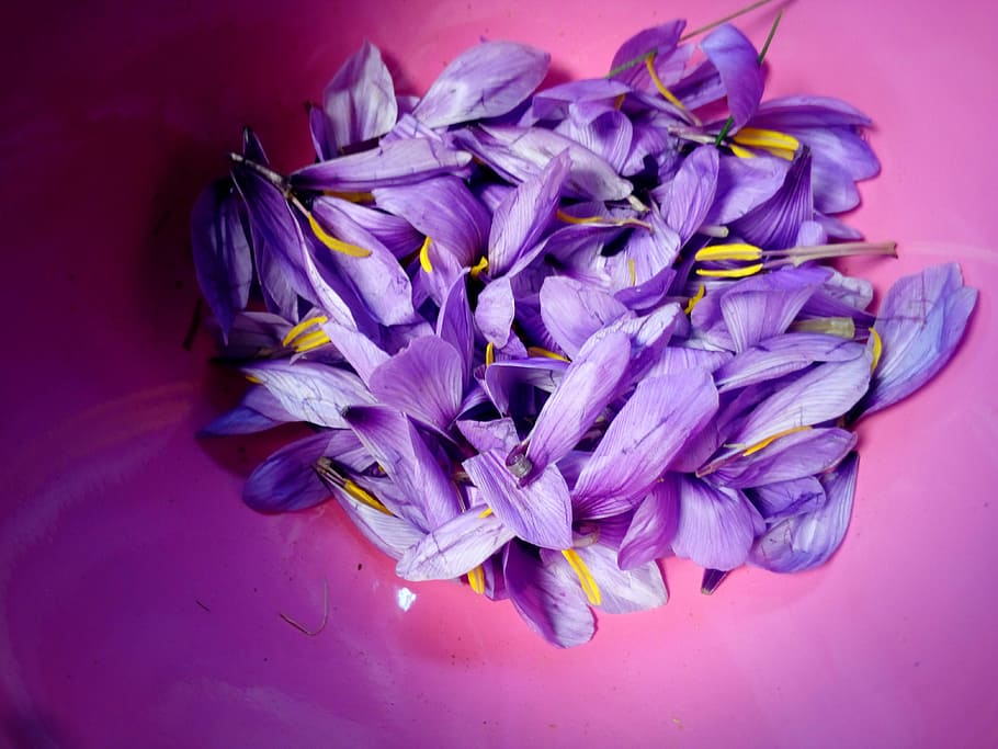 Saffron, Flower, Nature, pistil, flowers, petals, stamens, purple, studio shot, colored background