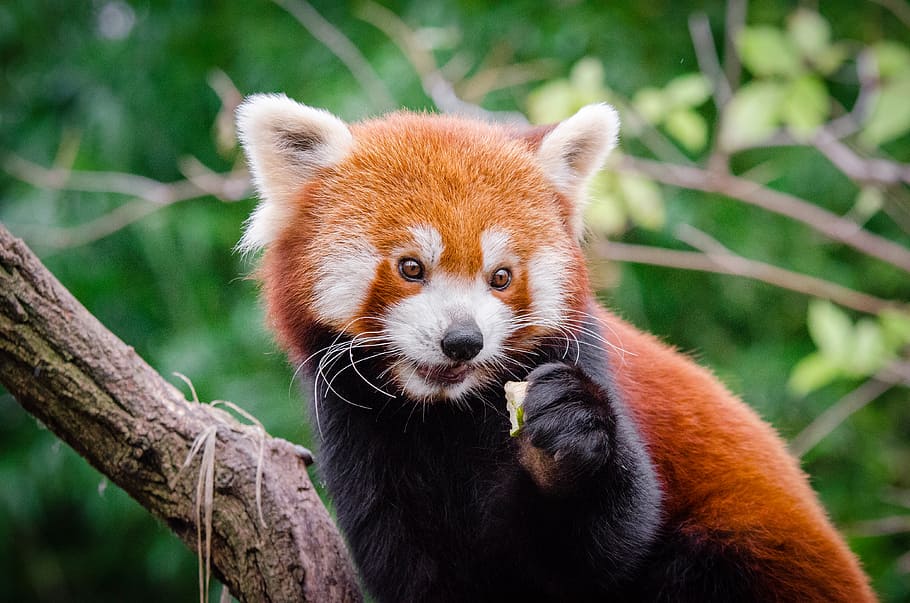 Panda Merah, satu hewan, tema hewan, hewan, satwa liar, pohon, hewan di alam bebas, mamalia, tanaman, fokus pada latar depan