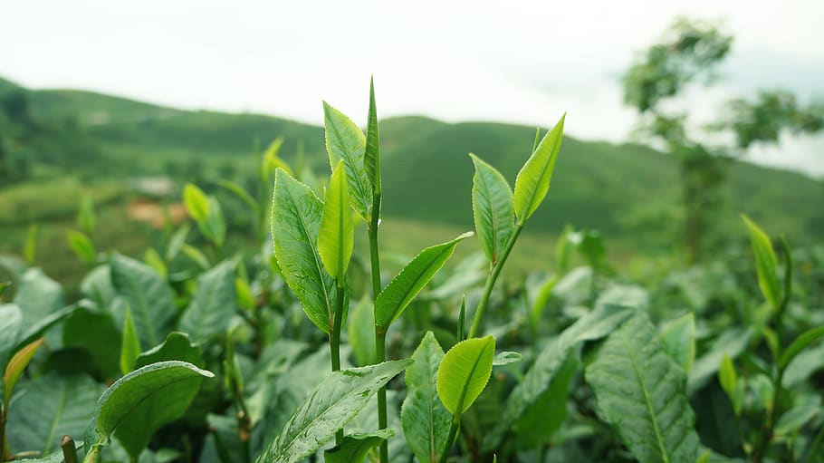 hojas de té, montaña, hojas, plantas, plantaciones de té, Hoja, parte de la planta, agricultura, color verde, planta