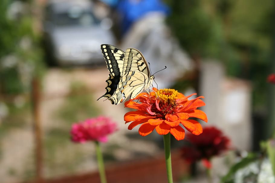 butterfly, flower, nature, insect, calendula, butterfly - insect, fragility, animals in the wild, freshness, focus on foreground