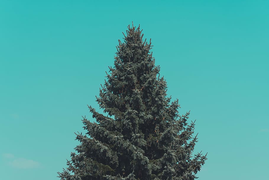 clear, sky, green, tree, pine, photography, christmas, plant, pine tree, nature