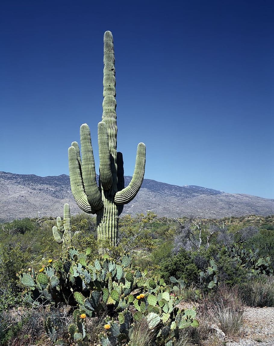 green, cactus, mountain, daytime, saguaros, blooms, flowers, desert, southwest, arizona