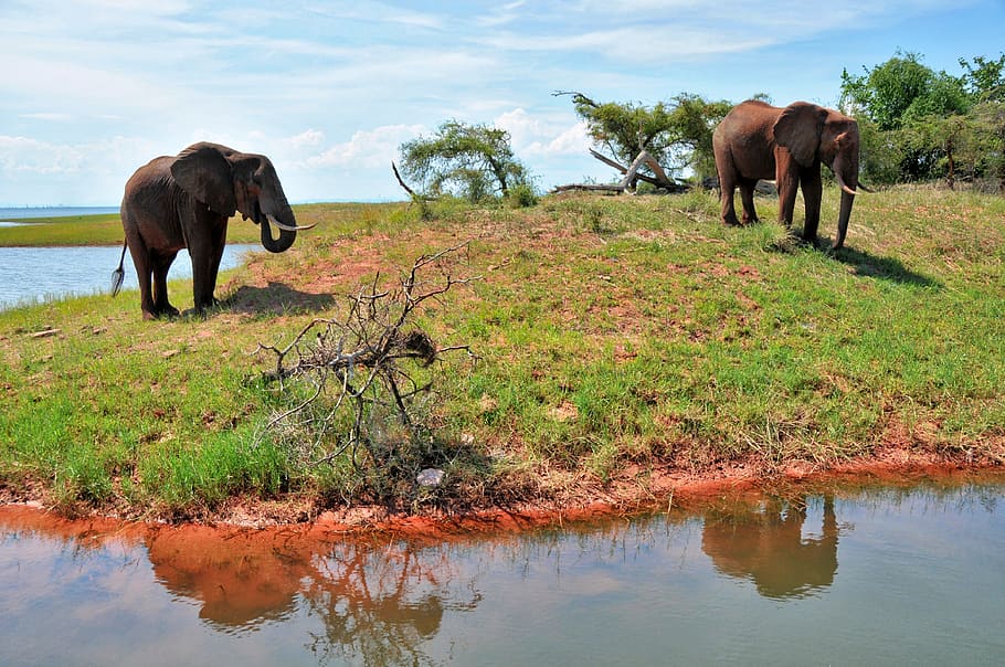 elephant, zimbabwe, africa, nature, animal, wilderness, mammal, national park, wild animal, clouds
