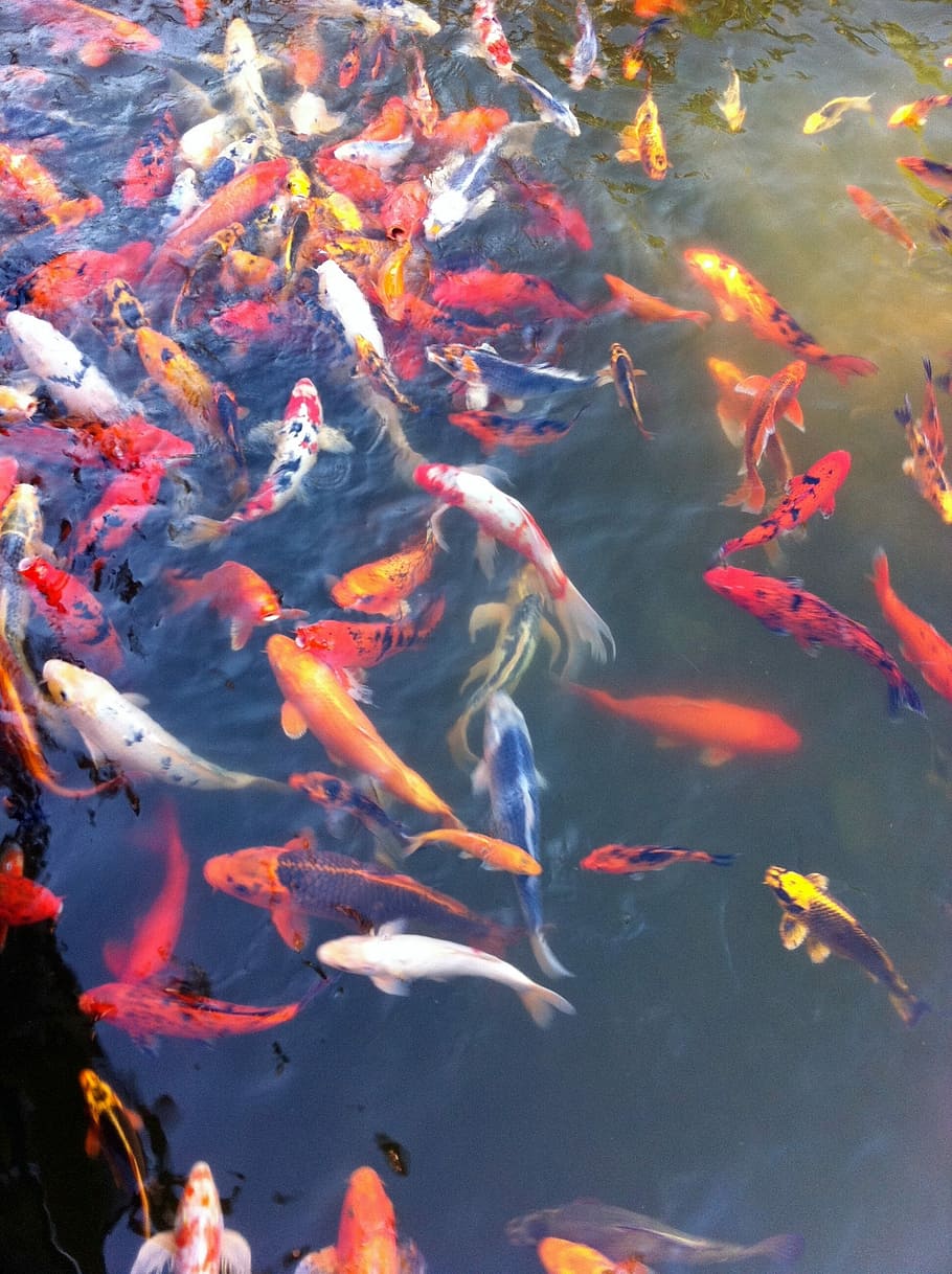 foto, escuela, peces koi, peces dorados, naranja, estanque, agua, animal, naturaleza, oro