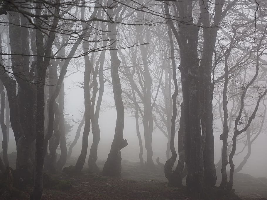 silhouette, tree, foggy, weather, daytime, beech wood, fog, forest, trees, tree trunks