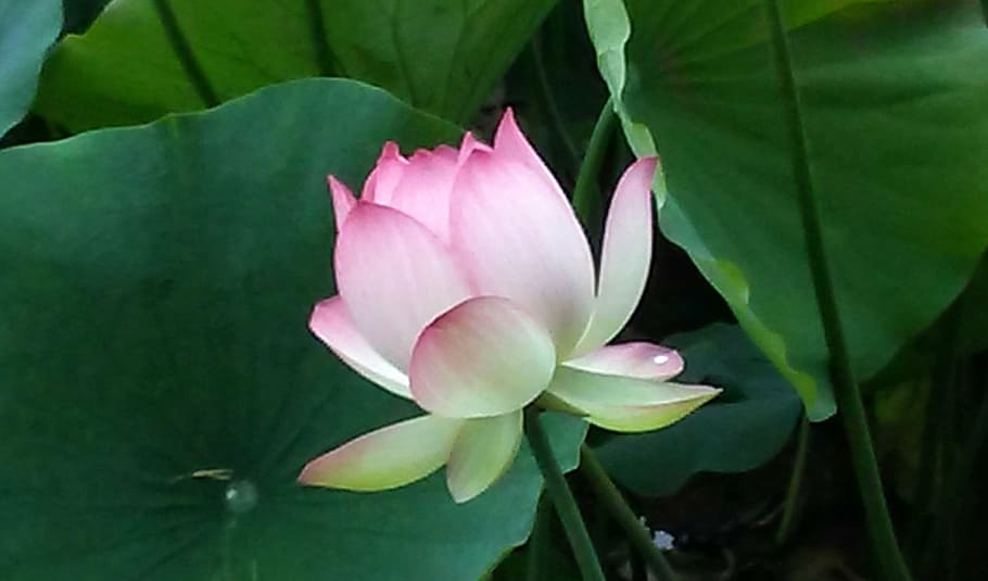 pink, white, flower, echo park, lotus, lotus flower, flowering plant, plant, beauty in nature, petal