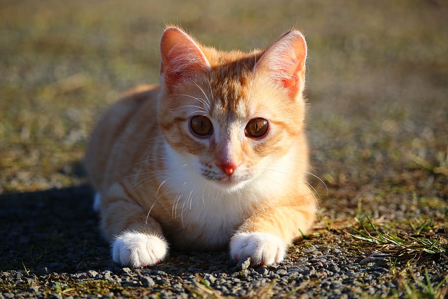 orange tabby cat, cat, kitten, red mackerel tabby, red cat, young cat, cat baby, mackerel, mieze, mammal