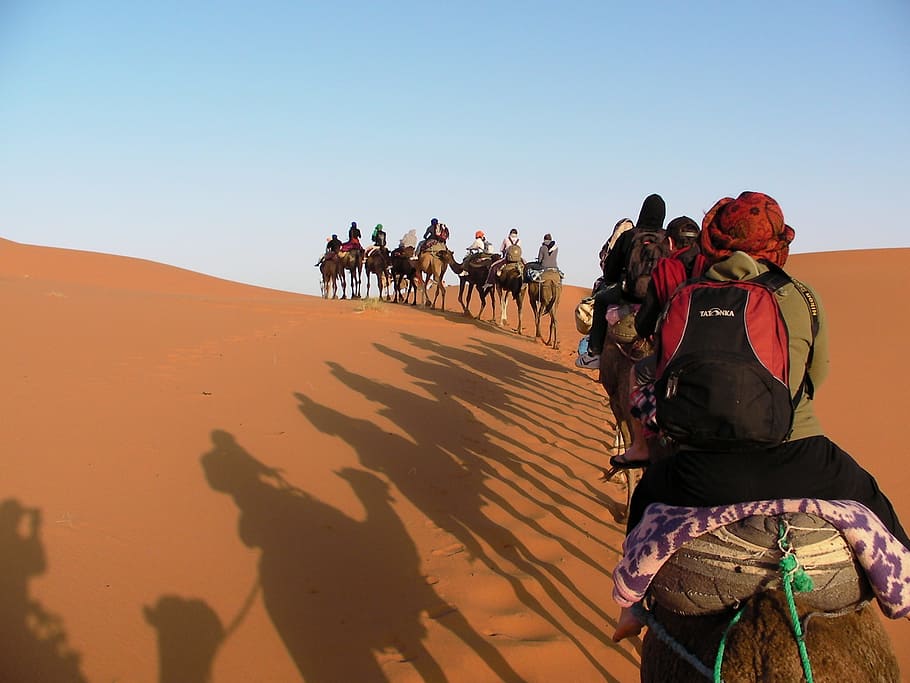 africa, morocco, the sahara desert, caravan, camel, desert, domestic animals, group of people, mammal, working animal