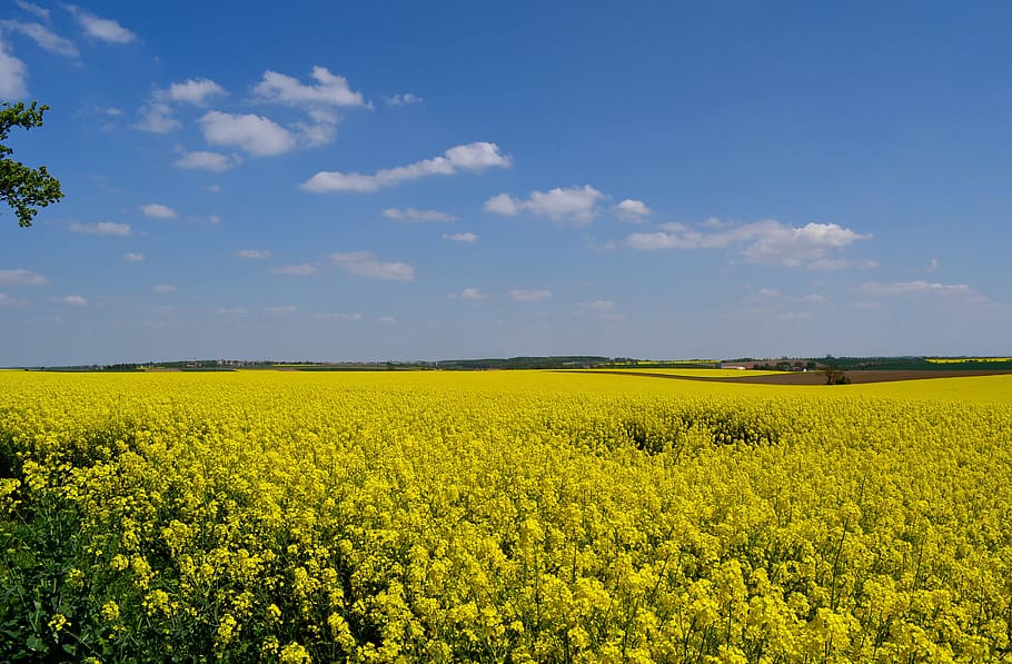 Field, Spring, Summer, field of rapeseeds, rape blossom, nature, landscape, oilseed rape, yellow, rural