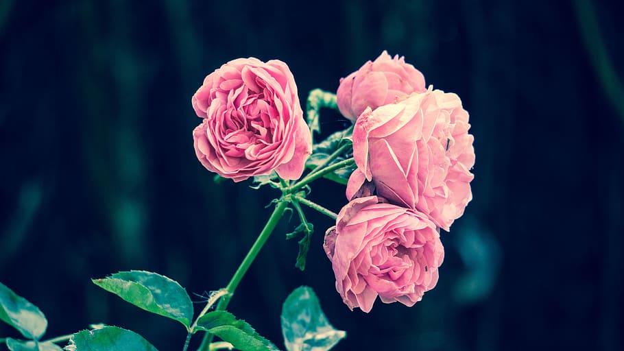 selective, focus photography, rose, Pink, Roses, Spanish Garden, pink roses, garden, vintage, retro