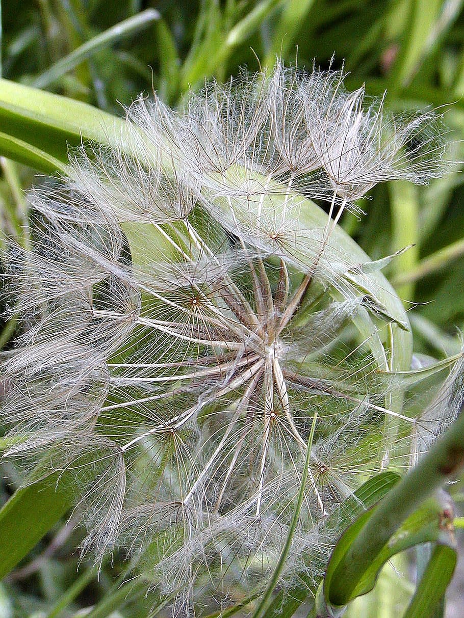 dandelion, fluff, faded, spring, plant, growth, close-up, fragility, vulnerability, flower