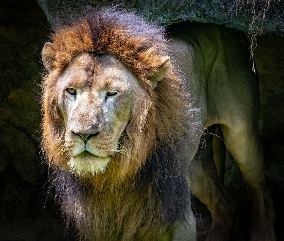 leão, cansado, levantar-se, dobrado, rei, áfrica, predador, gato, masculino, selvagem