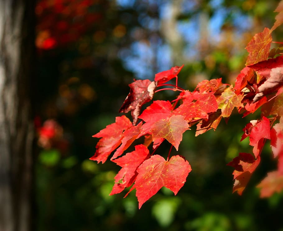 selektif, fokus fotografi, merah, daun, daun maple, musim gugur, warna-warni, pohon, kaskade, pola