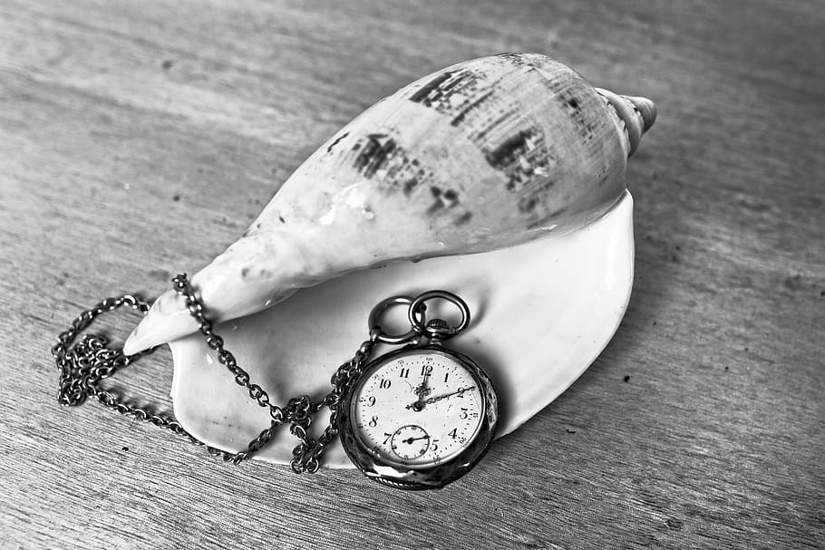 fotografía en escala de grises, bolsillo, reloj, al lado, caracola, hora, manos, cadena, concha marina, concha