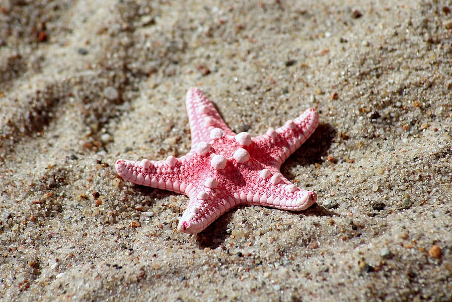 starfish, seashell, sand, beach, summer, holidays, travel, nature, animal wildlife, animal