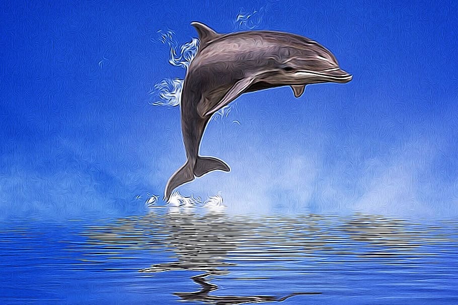 Dolphin, Water, Mirroring, blue, animals in the wild, animal wildlife, motion, one animal, animal themes, animal