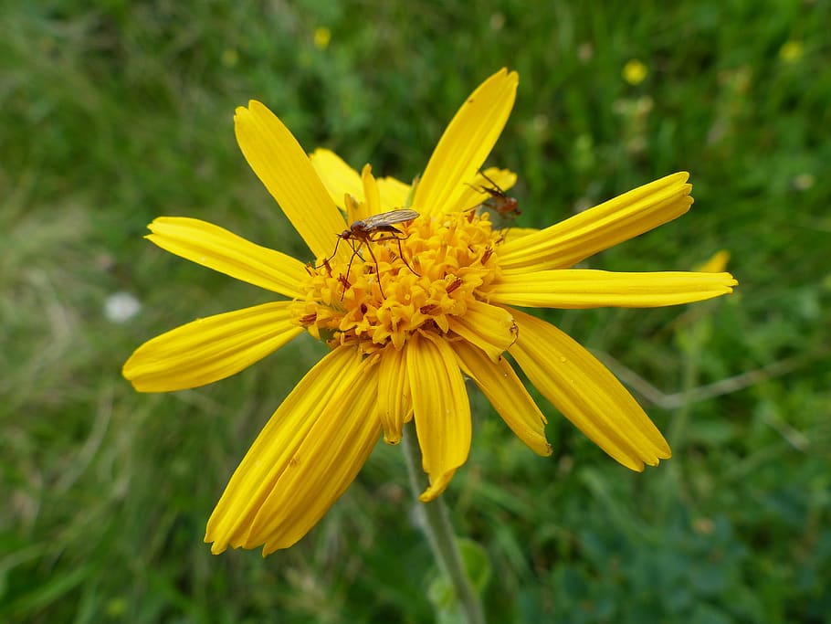 basket flower greenhouse, arnica, arnica montana, mosquito, insect, blossom, bloom, flower, flowering plant, fragility